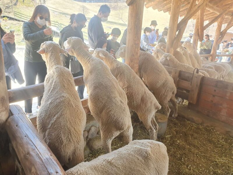 韓国・平昌にある牧場スポット「大関嶺羊牧場(대관령 양떼목장)」へ