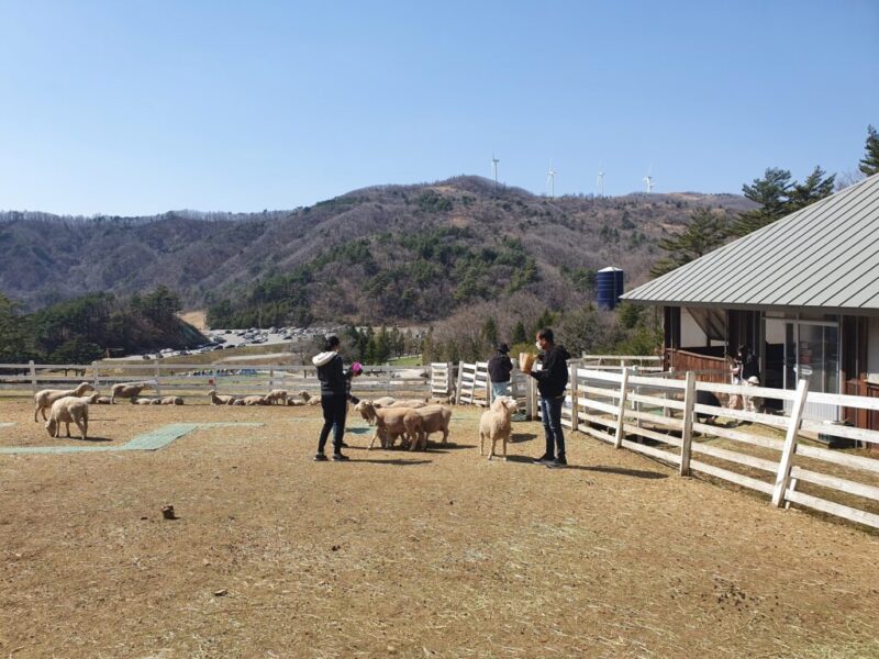 韓国・平昌(ピョンチャン)の一番大きな牧場「大関嶺ハヌル牧場」へ