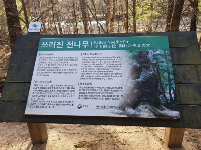 韓国・平昌にある森林浴スポット「月精寺（월정사）」へ